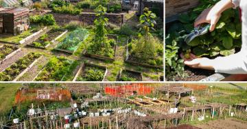 زیر زمین اربن فارمننگ کی پوشیدہ دنیا