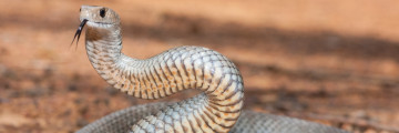 Snake Venom is not Only Harmful: Countless Medical Benefits
